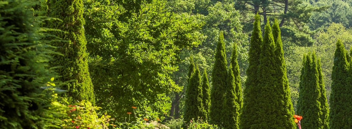 green trees