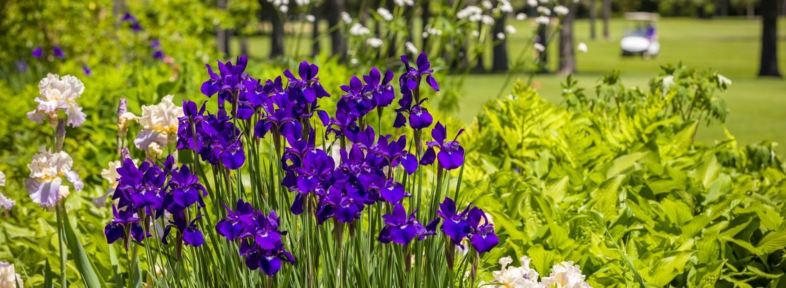 golf course flowers with golf cart