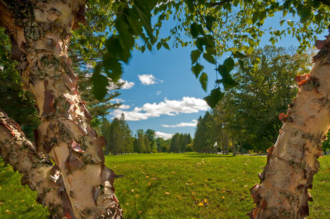 18th green birch