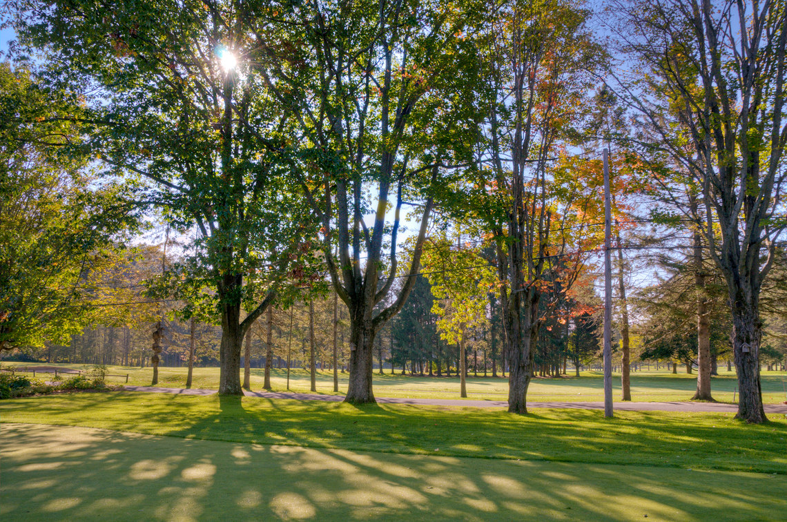 sun thru trees