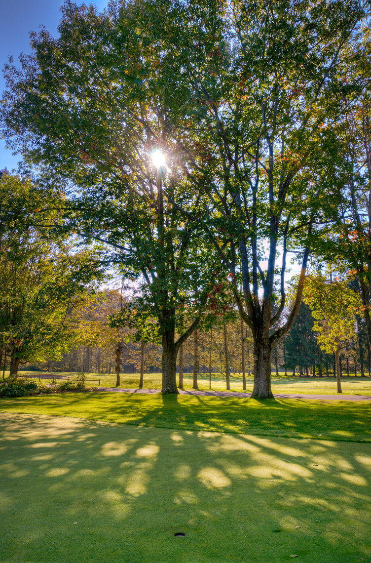 sunrise through trees