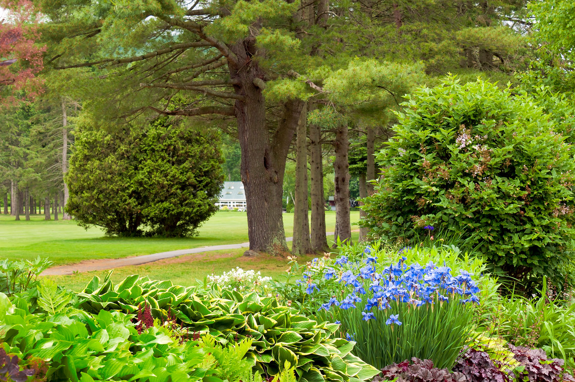 Blue Flowers