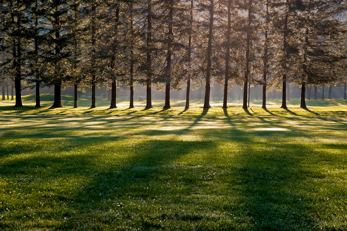 sun thru spruce