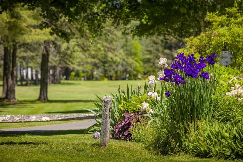 LMCC fence and flowers