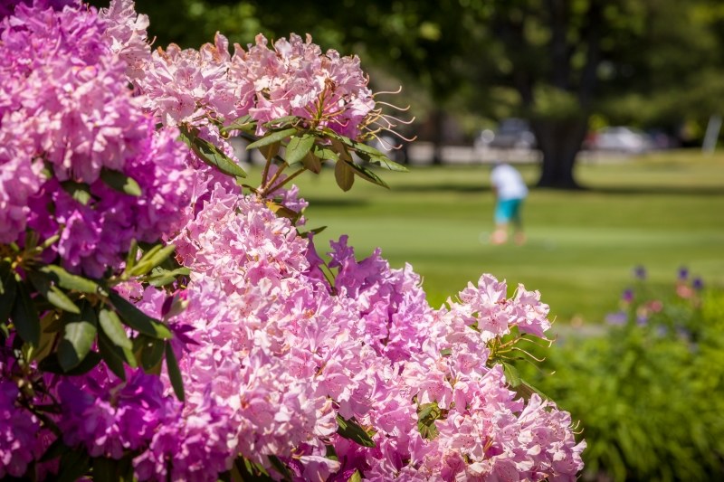 flower and golfers