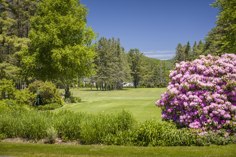 LMCC Pink Bush