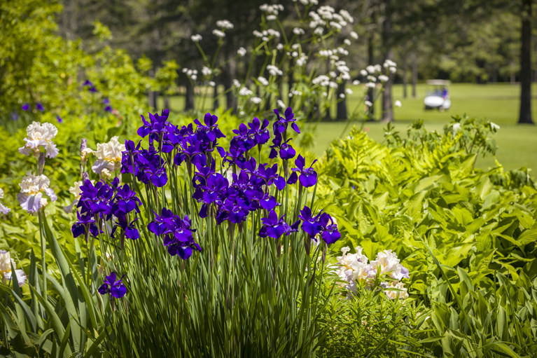 LMCC Purple Flowers